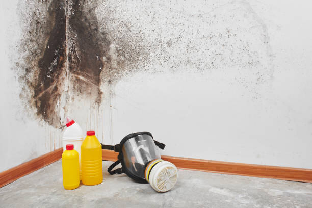 Best Mold Remediation  in Duncan, OK