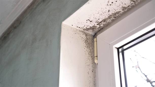 Best Toxic Mold Removal  in Duncan, OK