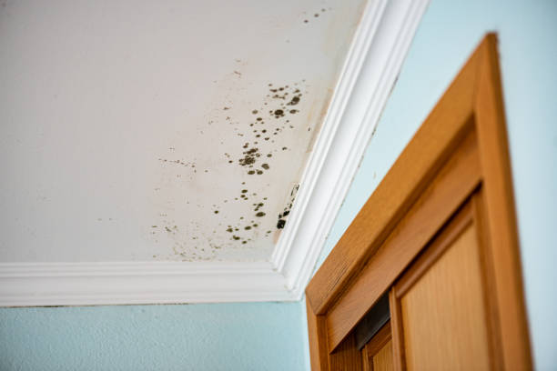 Best Mold Damage Repair  in Duncan, OK