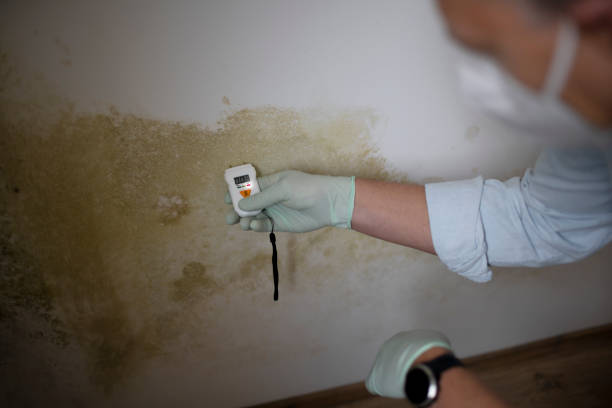 Best Mold Cleaning Services  in Duncan, OK