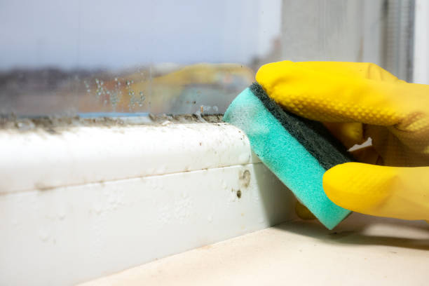 Professional Mold Removal in Duncan, OK