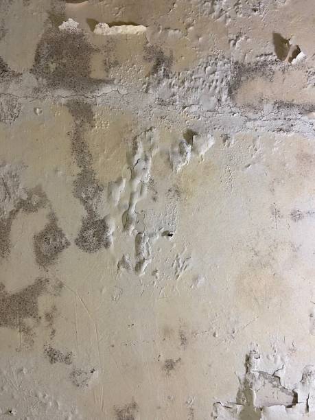 Best Attic Mold Removal  in Duncan, OK