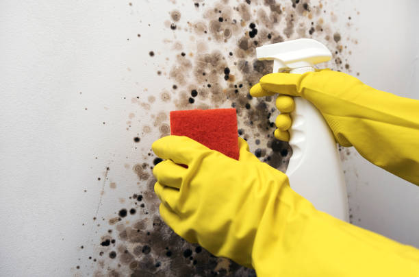 Best Residential Mold Removal  in Duncan, OK